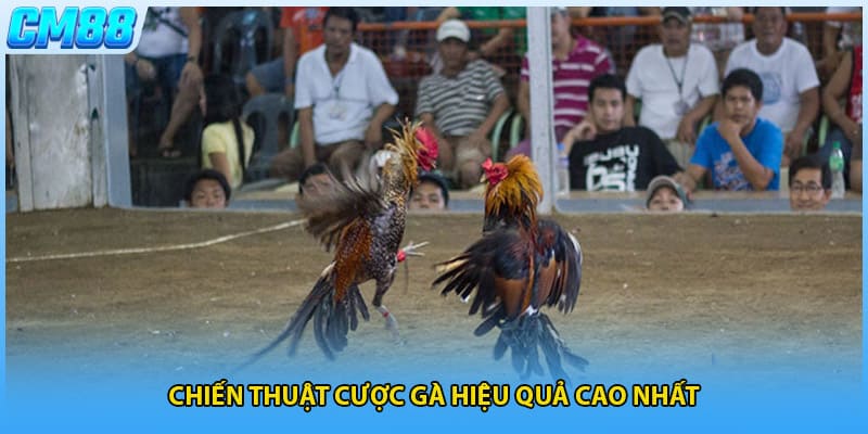 Chiến thuật cược gà hiệu quả cao nhất