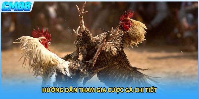 Hướng dẫn tham gia cược gà chi tiết